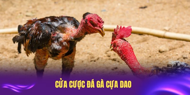 Những cửa cược đá gà cựa dao cơ bản cần nắm tại LC88