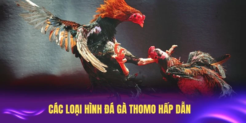 Điểm danh các loại hình đá gà Thomo hấp dẫn nhất tại LC88