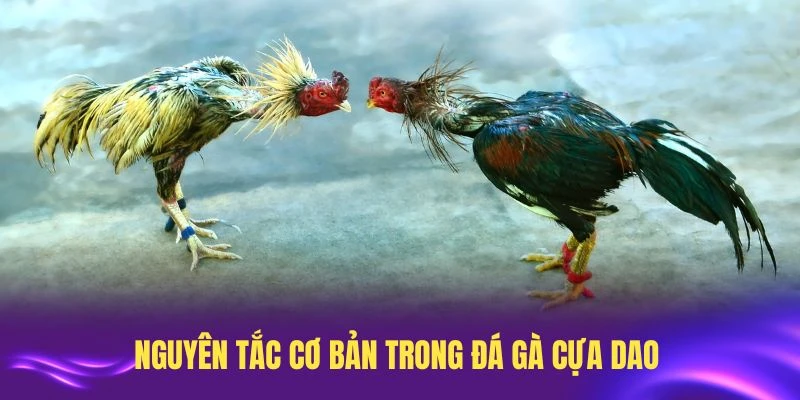 Các nguyên tắc cơ bản trong đá gà cựa dao năm 2025
