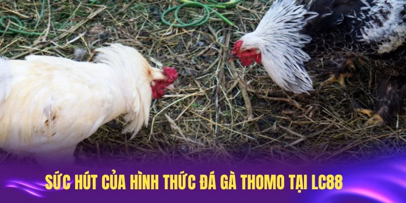 Tìm hiểu sâu về sức hút của hình thức đá gà Thomo tại LC88