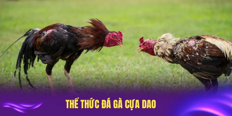 Những điều cơ bản cần biết về thể thức đá gà cựa dao