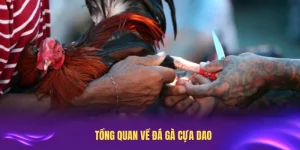 Đá Gà Cựa Dao