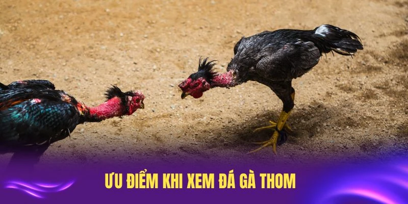 Những ưu điểm khi xem đá gà Thomo tại nền tảng LC88